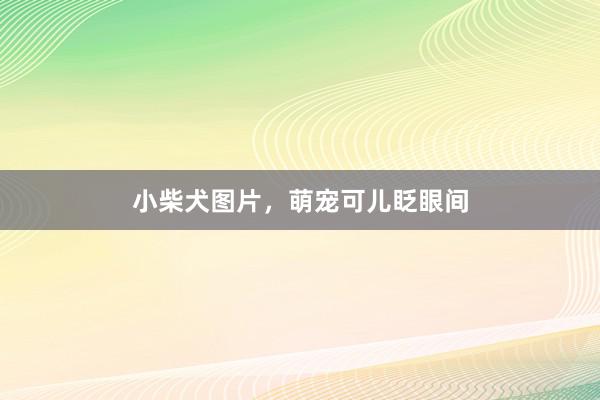 小柴犬图片，萌宠可儿眨眼间